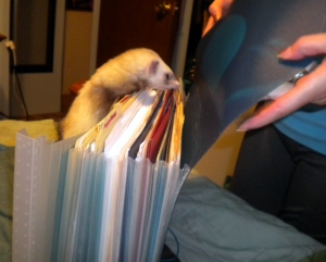 ferret in the files