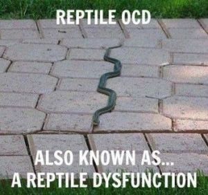 OCD reptile dysfunction